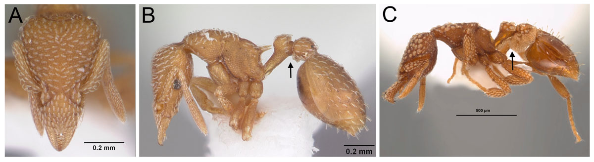 Fig 17